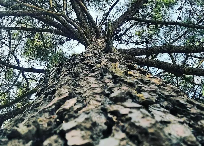 Les Pins - 3 Pieces - Vue Sur Piscine - 600m - D'olonne * Les Sables-dʼOlonne